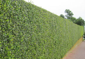 hedge-cutting-maintenance-tooting